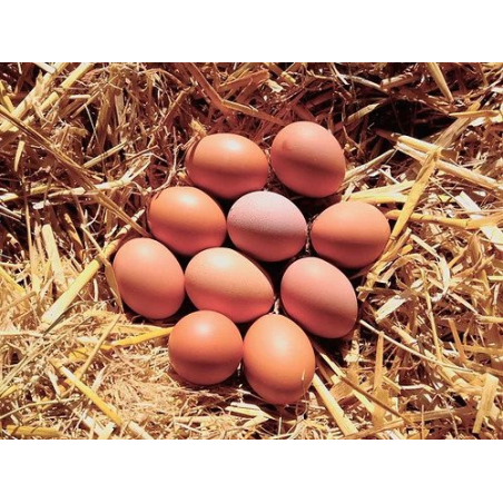 Jajca proste reje 10 kos - Kmetija pr' Čižman