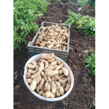 Mladi krompir kifeljčar - Kmetija pr' Čižman